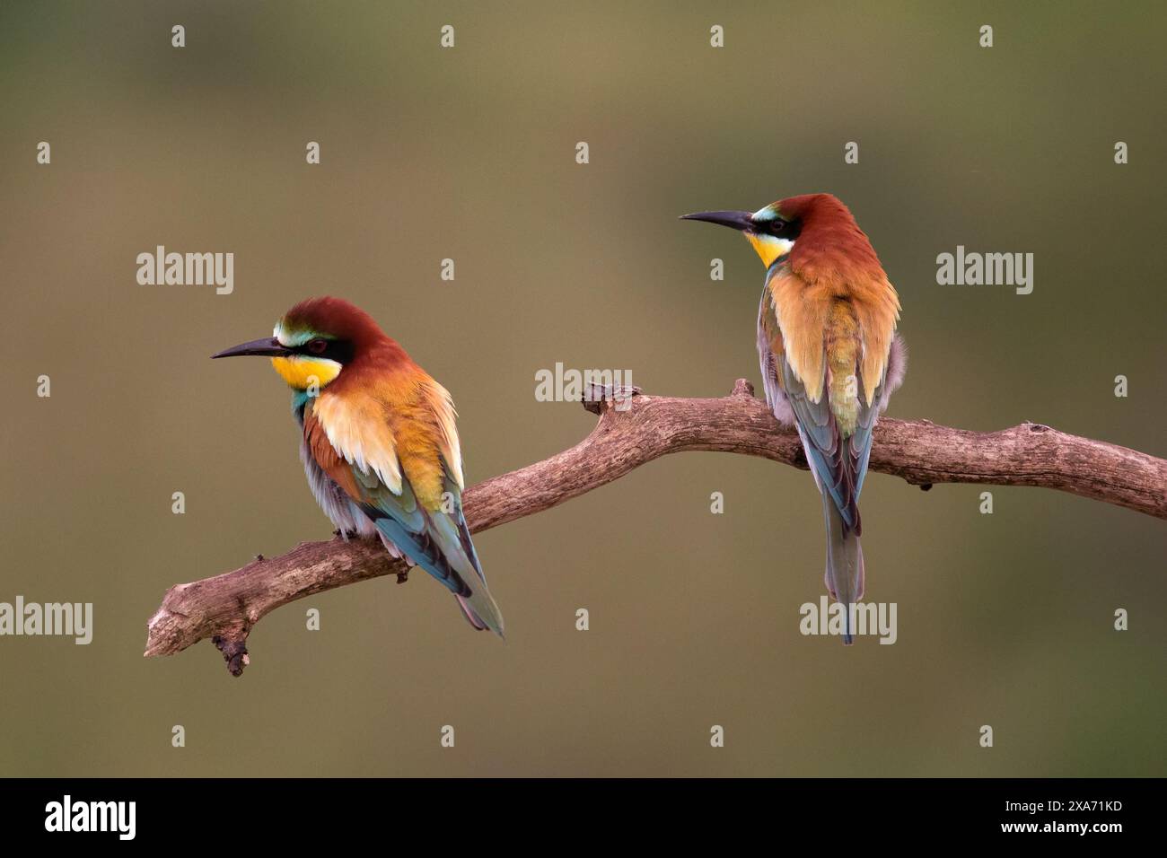 Due vivaci mangiatori di api durante la stagione degli accoppiamenti su un ramo selvaggio Foto Stock