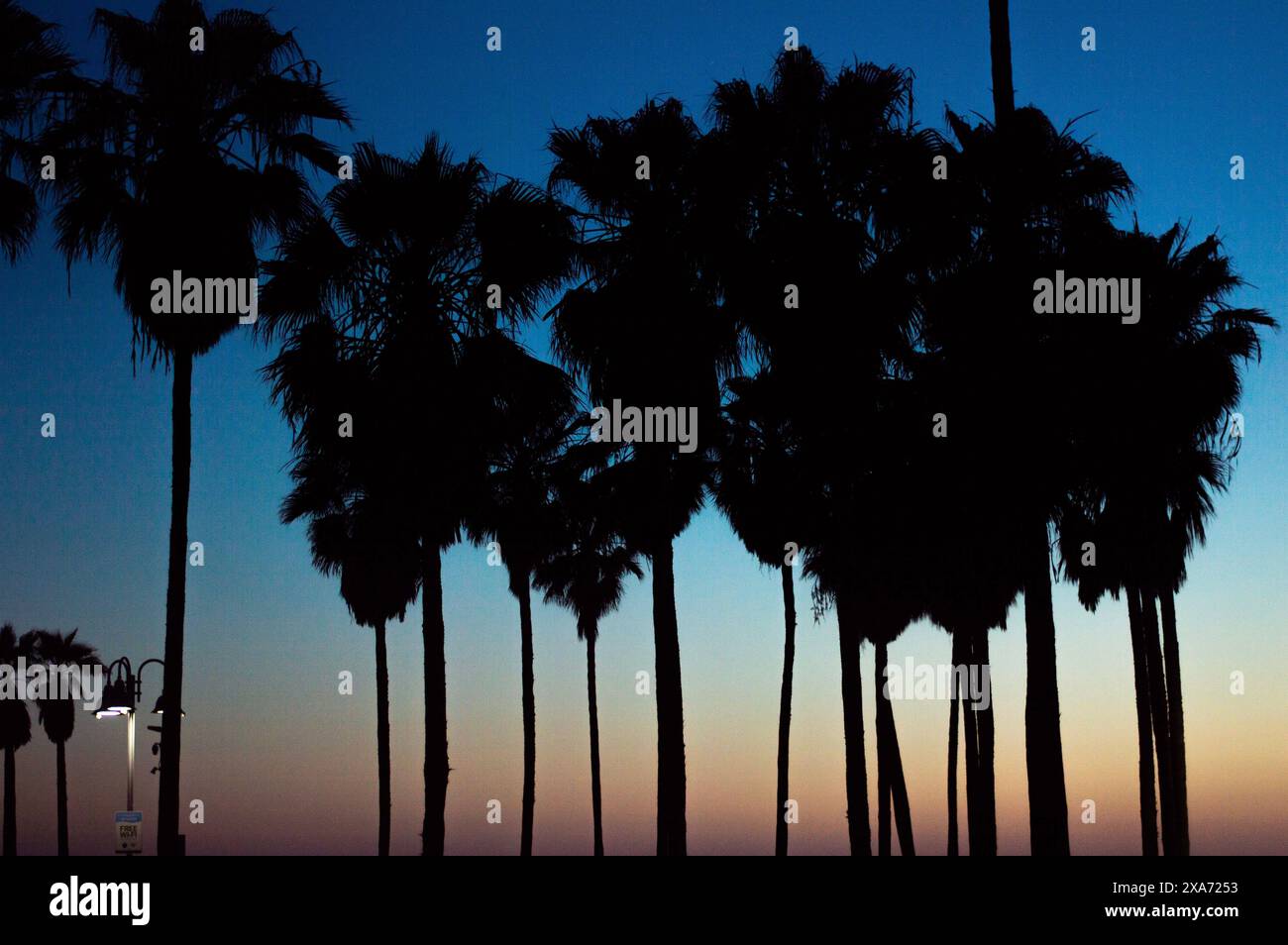 Numerose palme su una spiaggia di notte, con vista sull'oceano Foto Stock