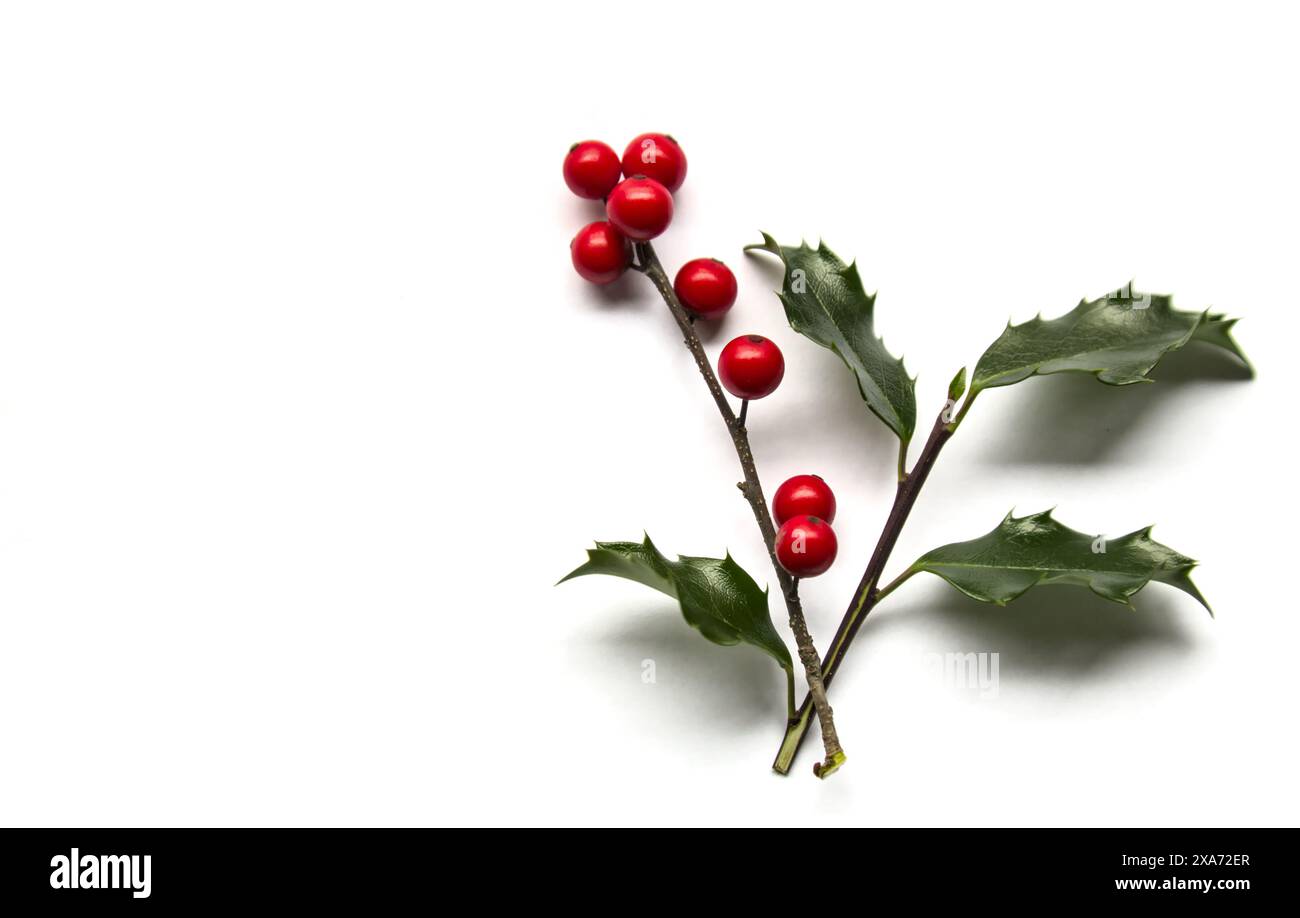 foglie di agrifoglio e bacche rosse isolate su sfondo bianco (ritagliate la grafica del mignolo natalizio) bacca, verde, primo piano, saluto, cristo Foto Stock