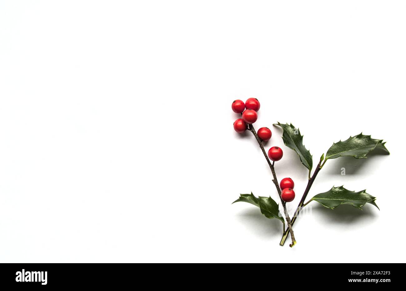 foglie di agrifoglio e bacche rosse isolate su sfondo bianco (ritagliate la grafica del mignolo natalizio) bacca, verde, primo piano, saluto, cristo Foto Stock