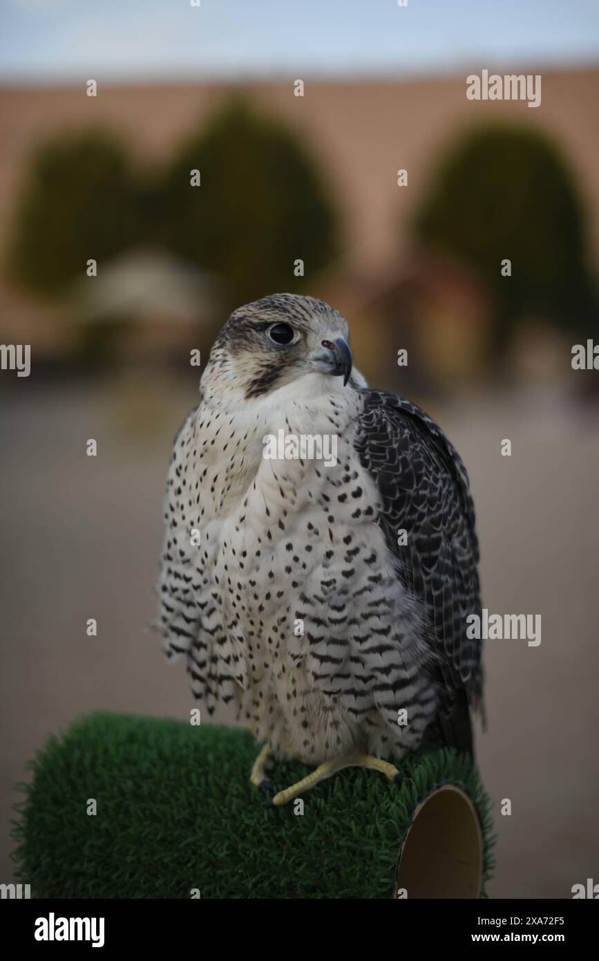 Un falco arroccato su una sedia verde nel deserto Foto Stock