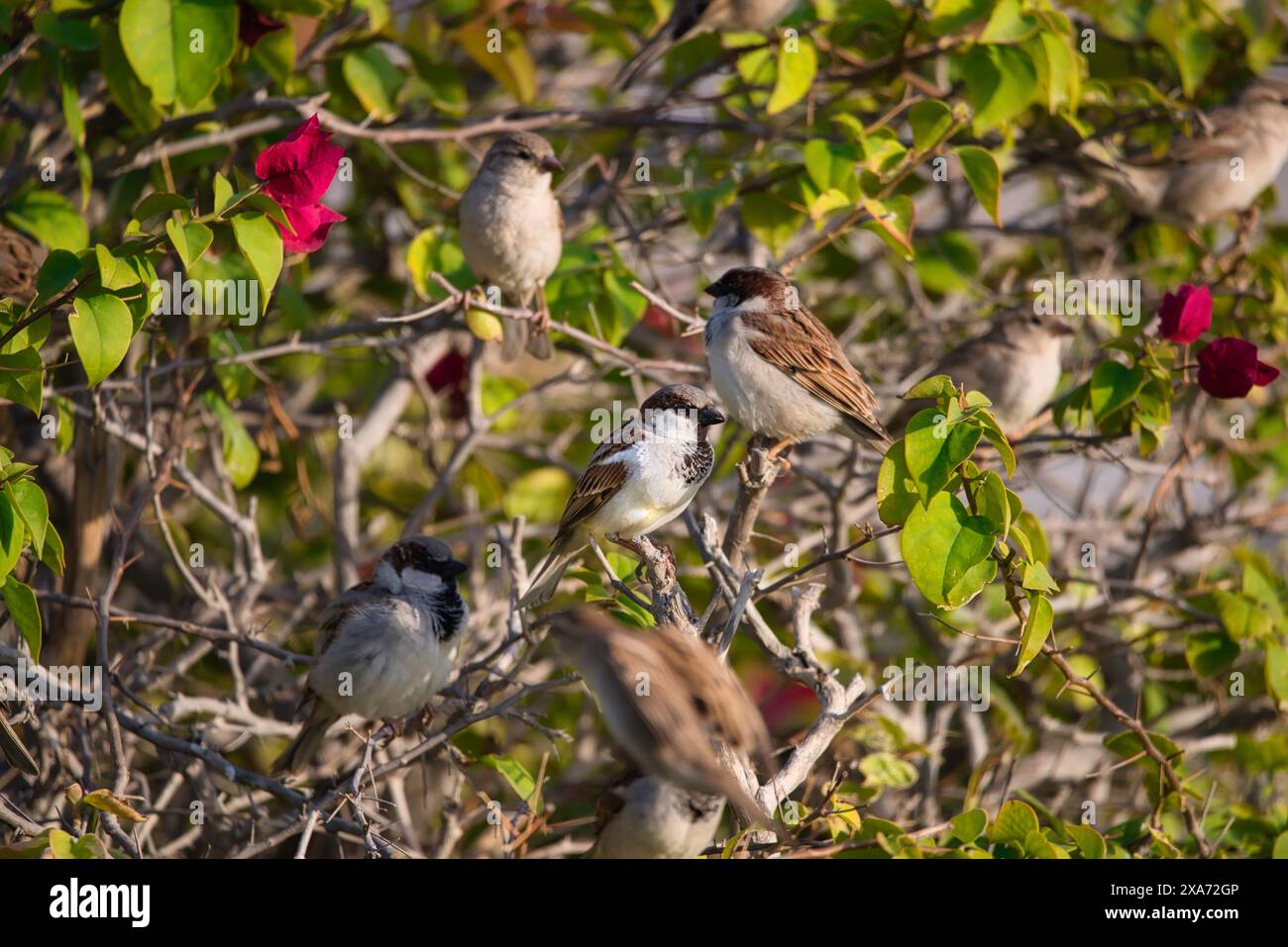 Tre piccoli uccelli sui rami tra fiori e fogliame Foto Stock