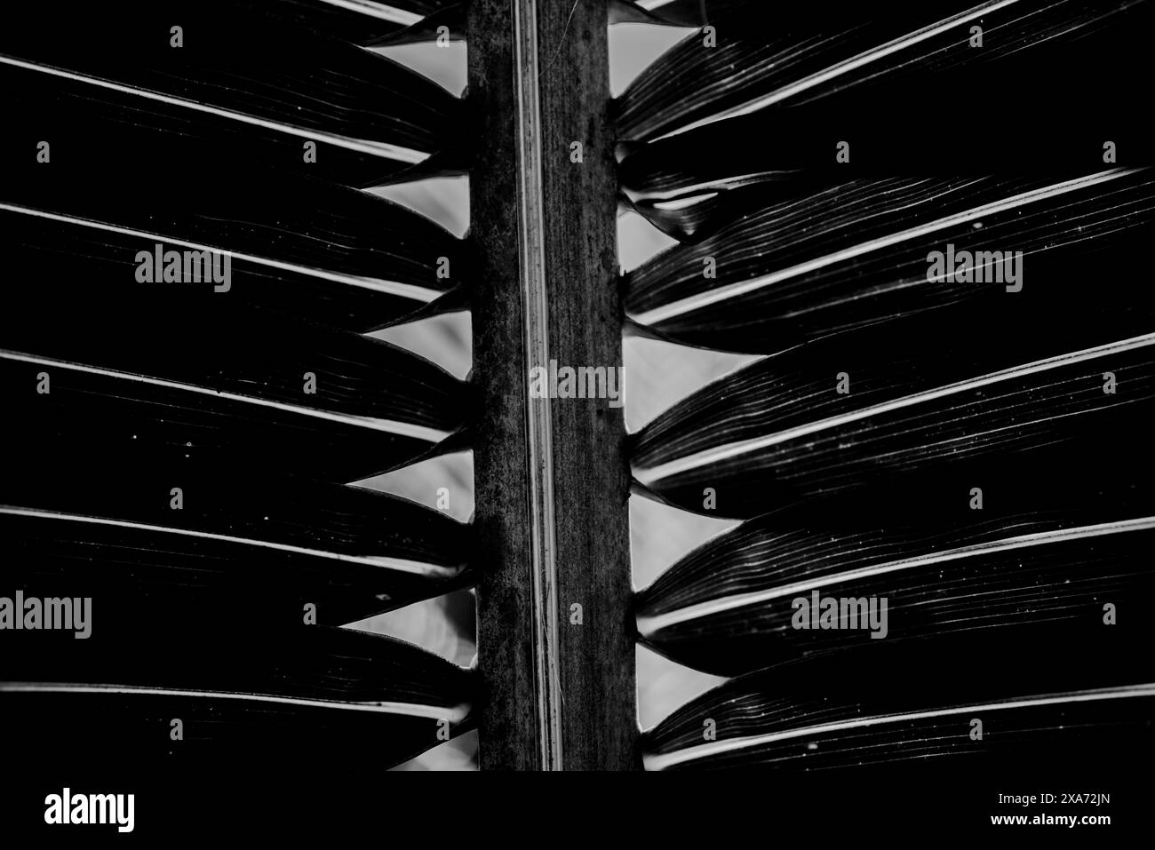 Motivo monocromatico a foglie di palma con luce naturale del sole Foto Stock