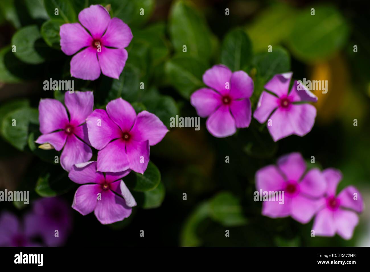 Fiori viola che fioriscono su una lussureggiante vegetazione verde in un ambiente interno scarsamente illuminato Foto Stock