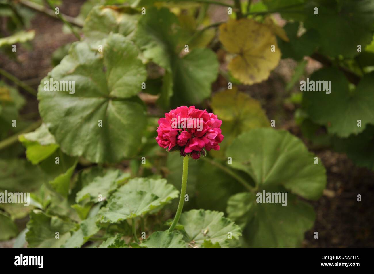 Fiore rosso vivace con foglie verdi distese sull'erba Foto Stock