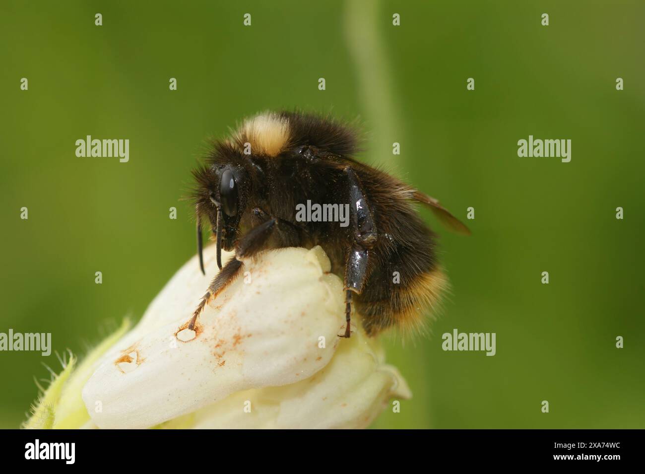 Primo piano naturale su un bumblbee precoce, Bombus pratorum, su un fiore bianco nel giardino Foto Stock