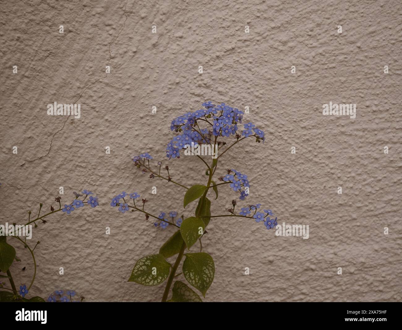 Piccoli fiori blu accanto a un muro bianco Foto Stock