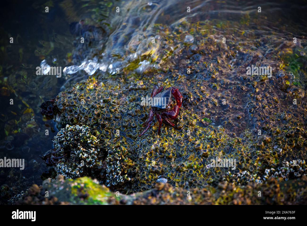 Primo piano di un granchio arroccato su una roccia nell'acqua Foto Stock