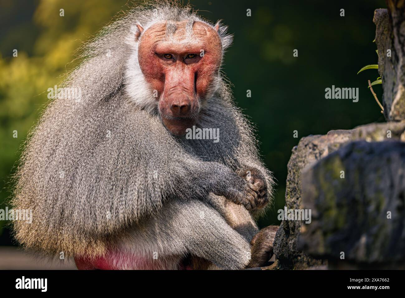Una scimmia, seduta a terra, guarda la telecamera Foto Stock