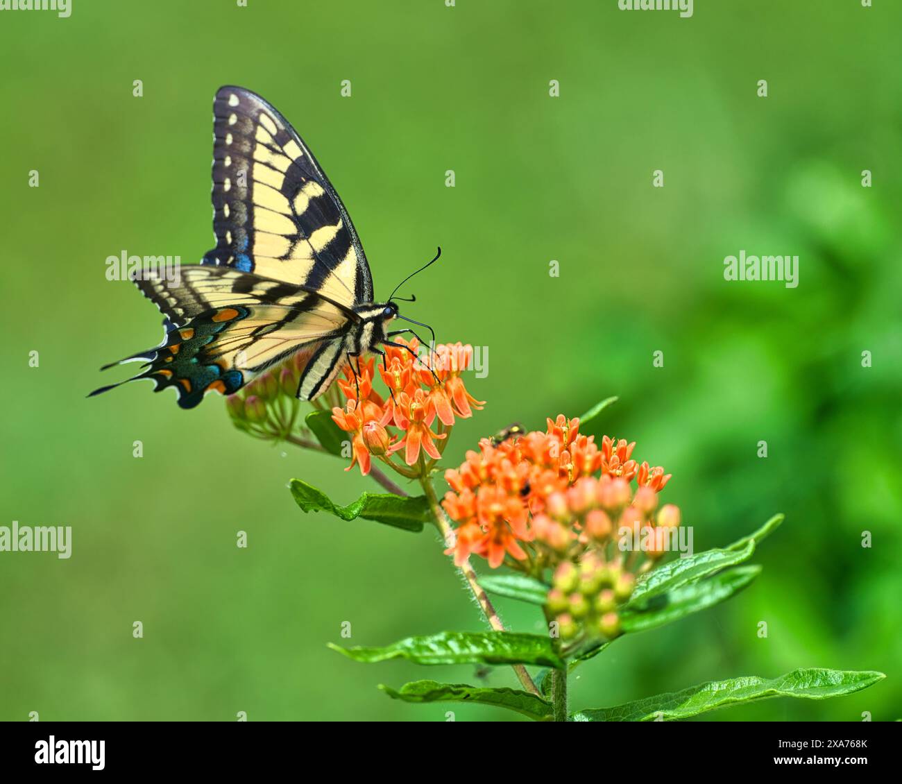 Una farfalla di tigre orientale danzava su fiori selvatici arancioni in un habitat naturale Foto Stock
