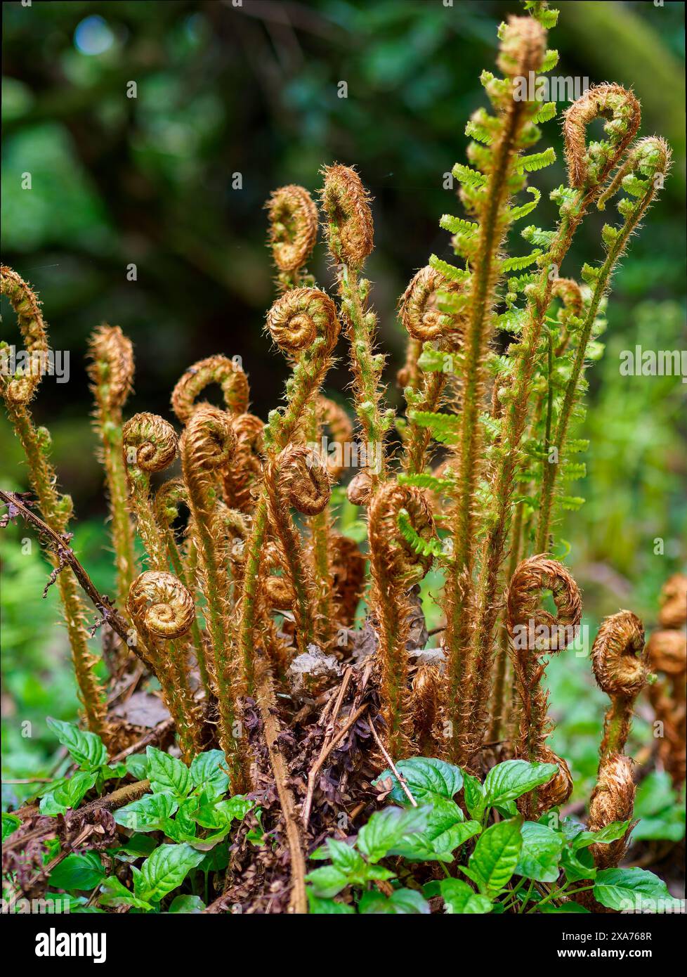 Fronde di felce giovani che si dispiegano in una lussureggiante foresta verde, mostrando la crescita e il rinnovamento della natura Foto Stock