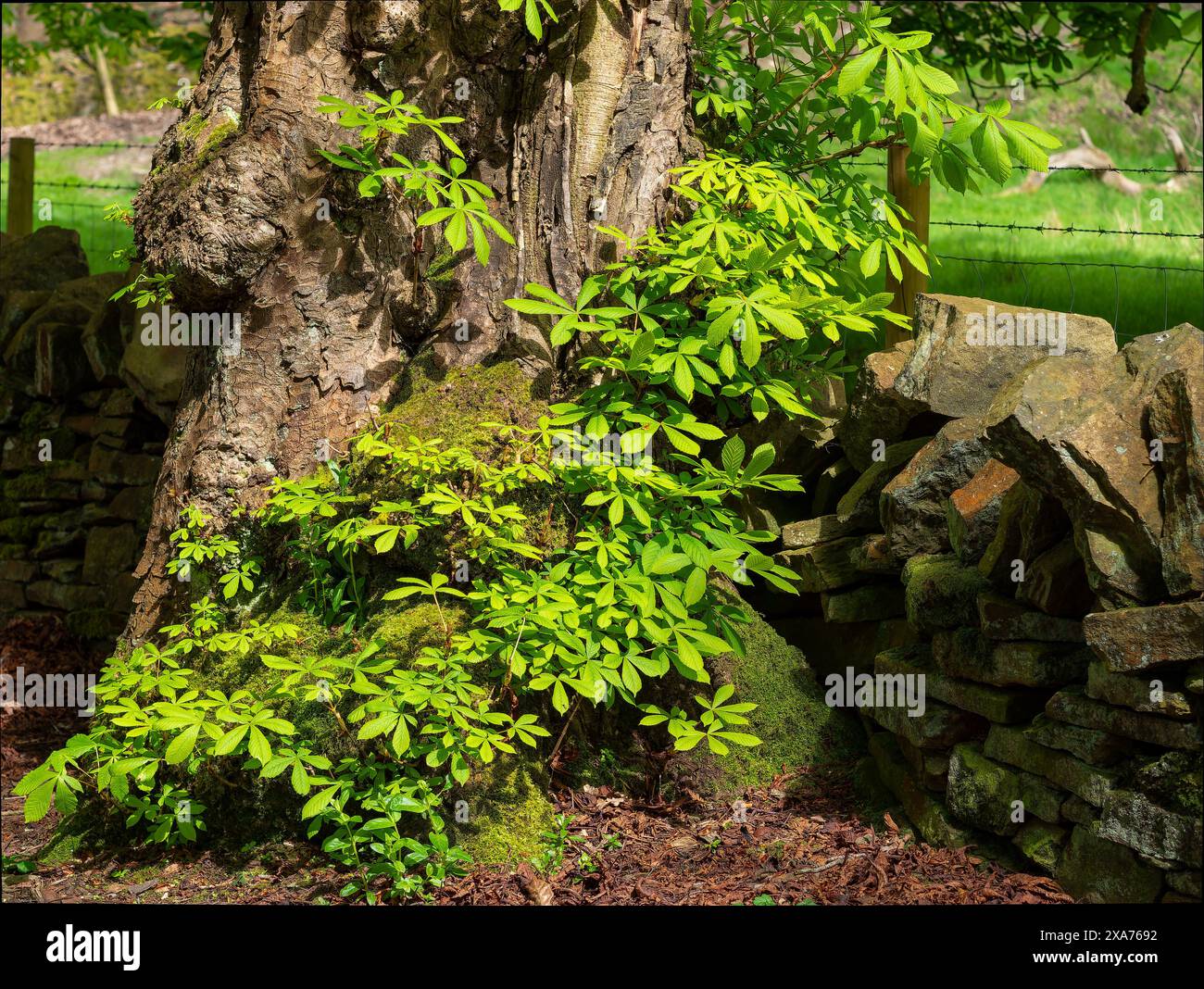 Primo piano di fogliame verde su un tronco di castagno a cavallo accanto a un muro di pietra impilato in una foresta lussureggiante. Foto Stock