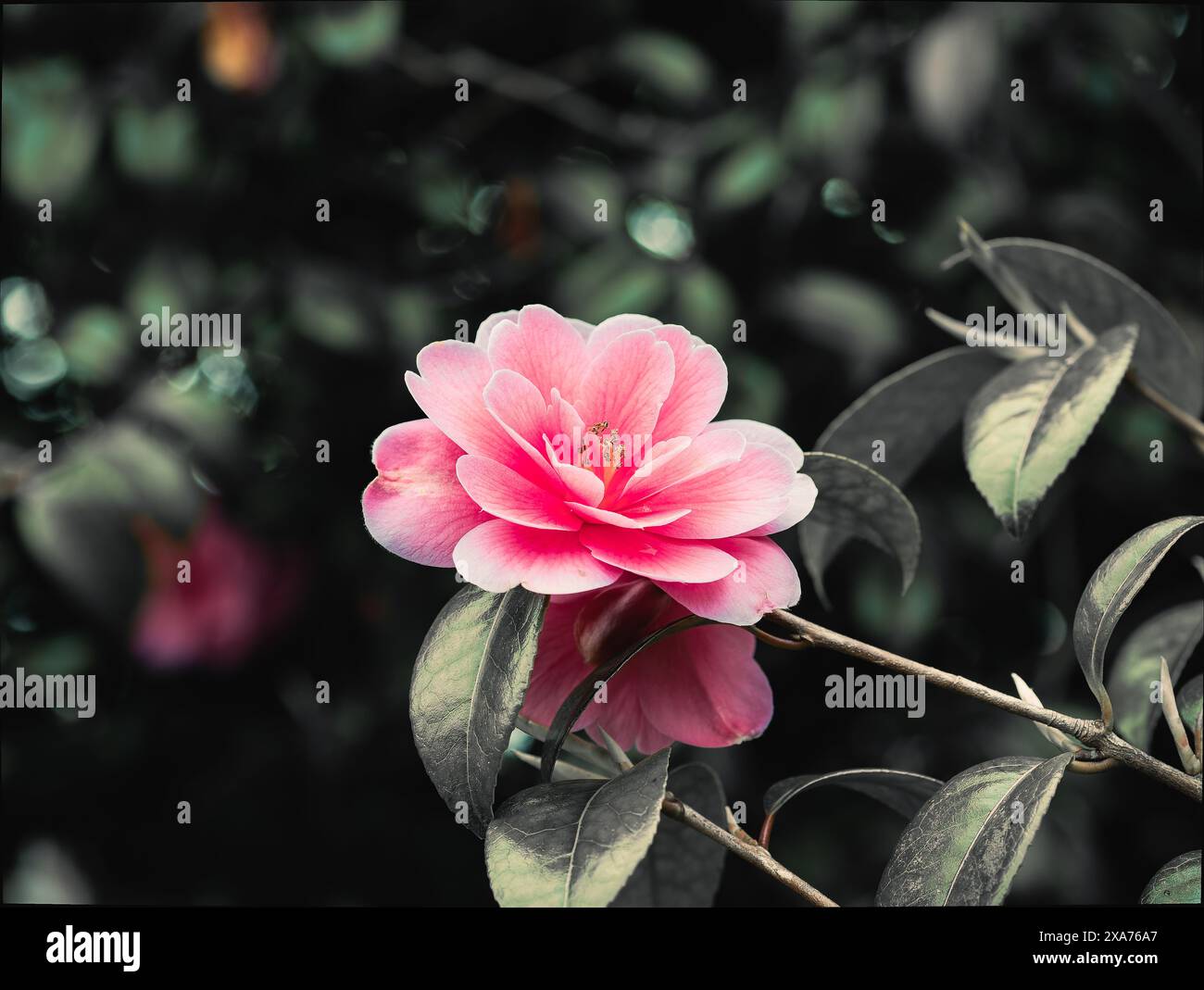 Primo piano di un vivace fiore rosa in piena fioritura con foglie verde scuro sullo sfondo Foto Stock
