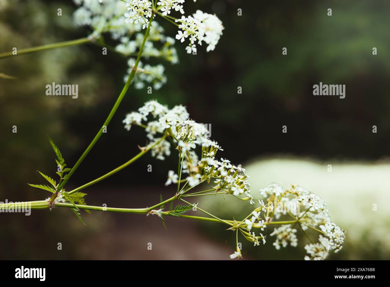 Fiori bianchi selvatici su steli verdi su sfondo sfocato in un ambiente all'aperto sereno Foto Stock