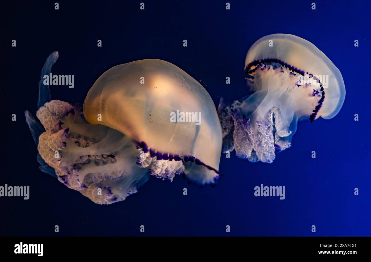 Un primo piano di meduse che nuotano con grazia in acqua Foto Stock