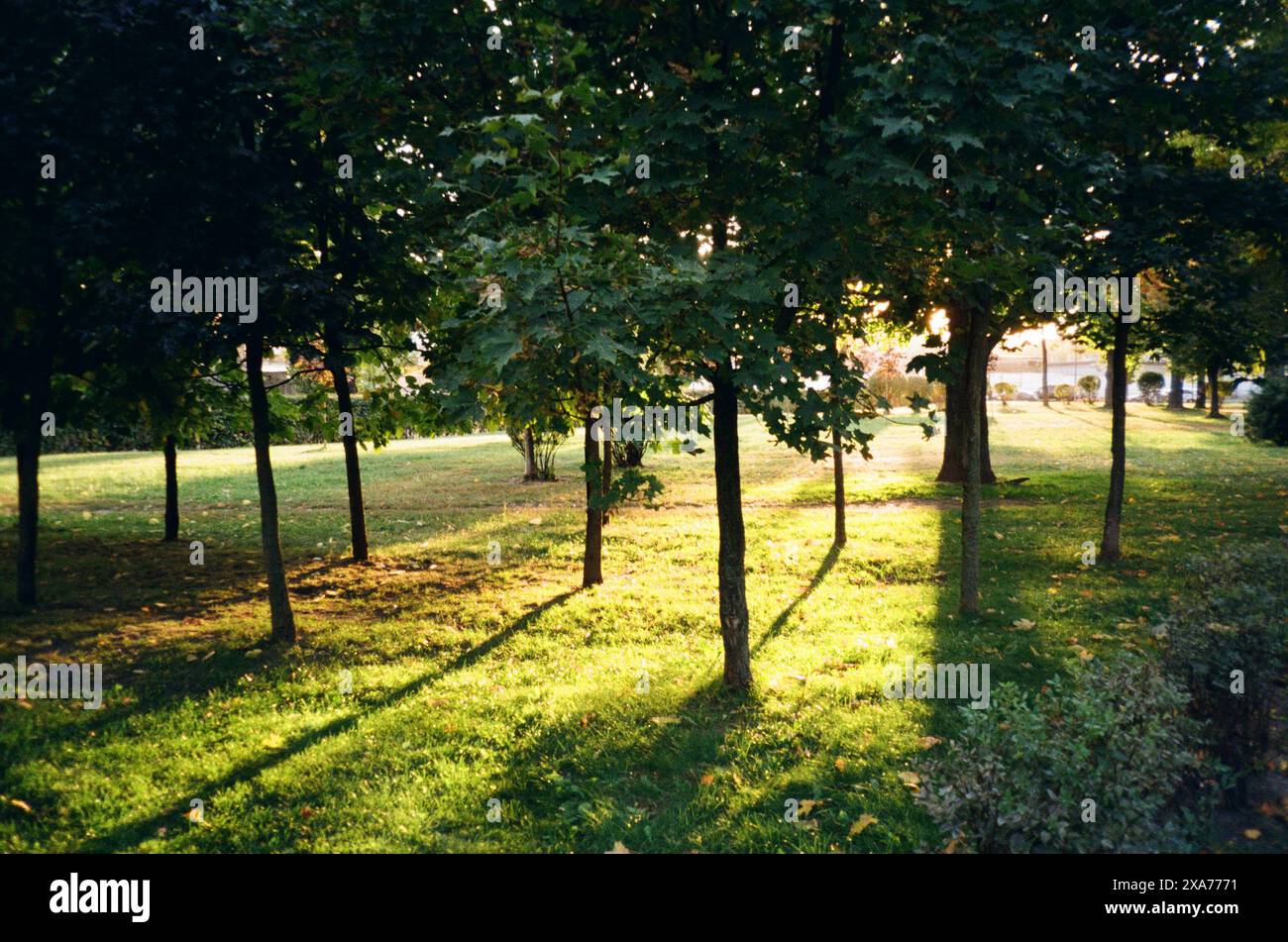 La luce del sole filtra tra gli alberi in un parco Foto Stock