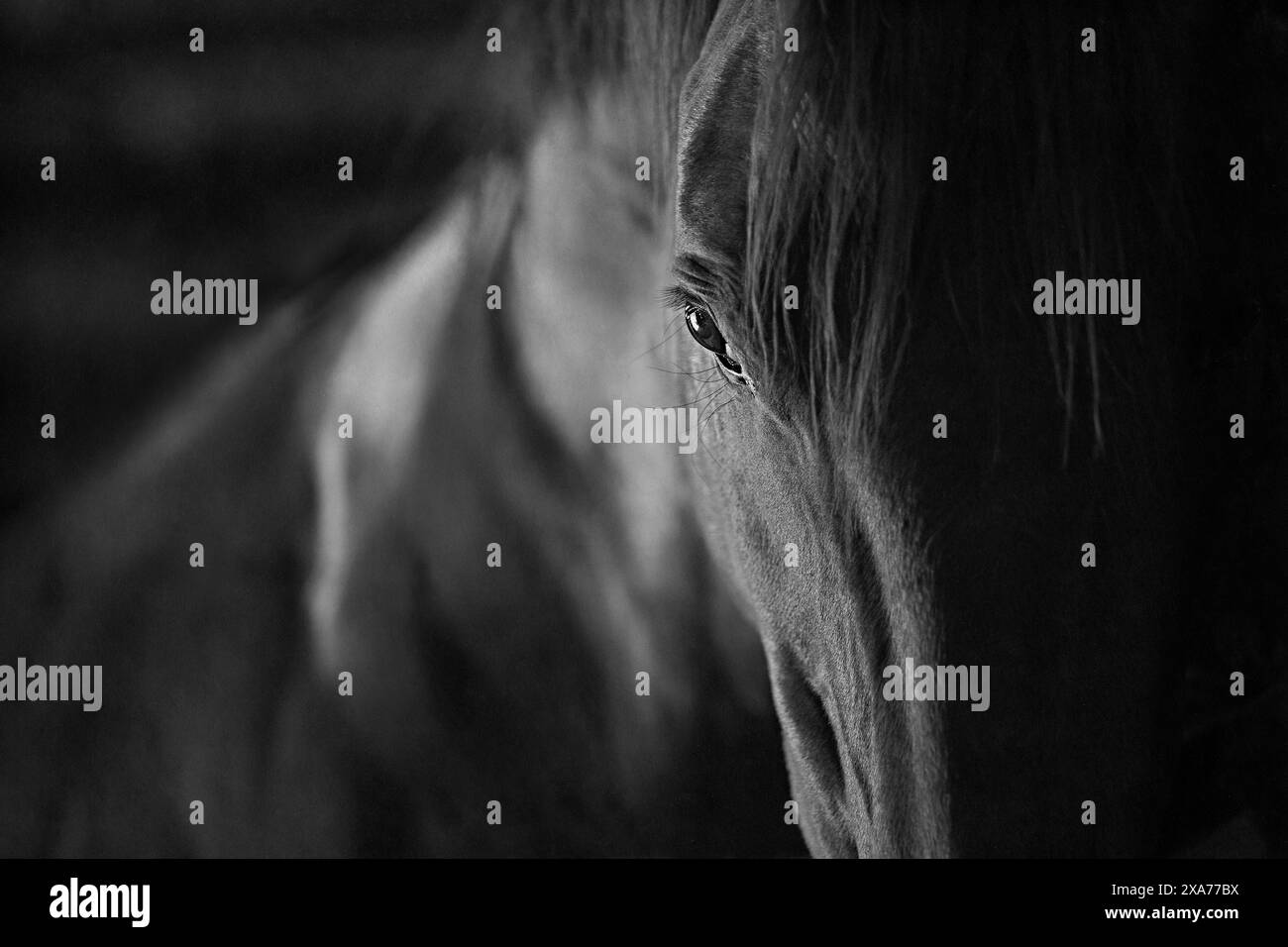 Immagine monocromatica di un cavallo con criniera fluente, che sembra malinconico Foto Stock