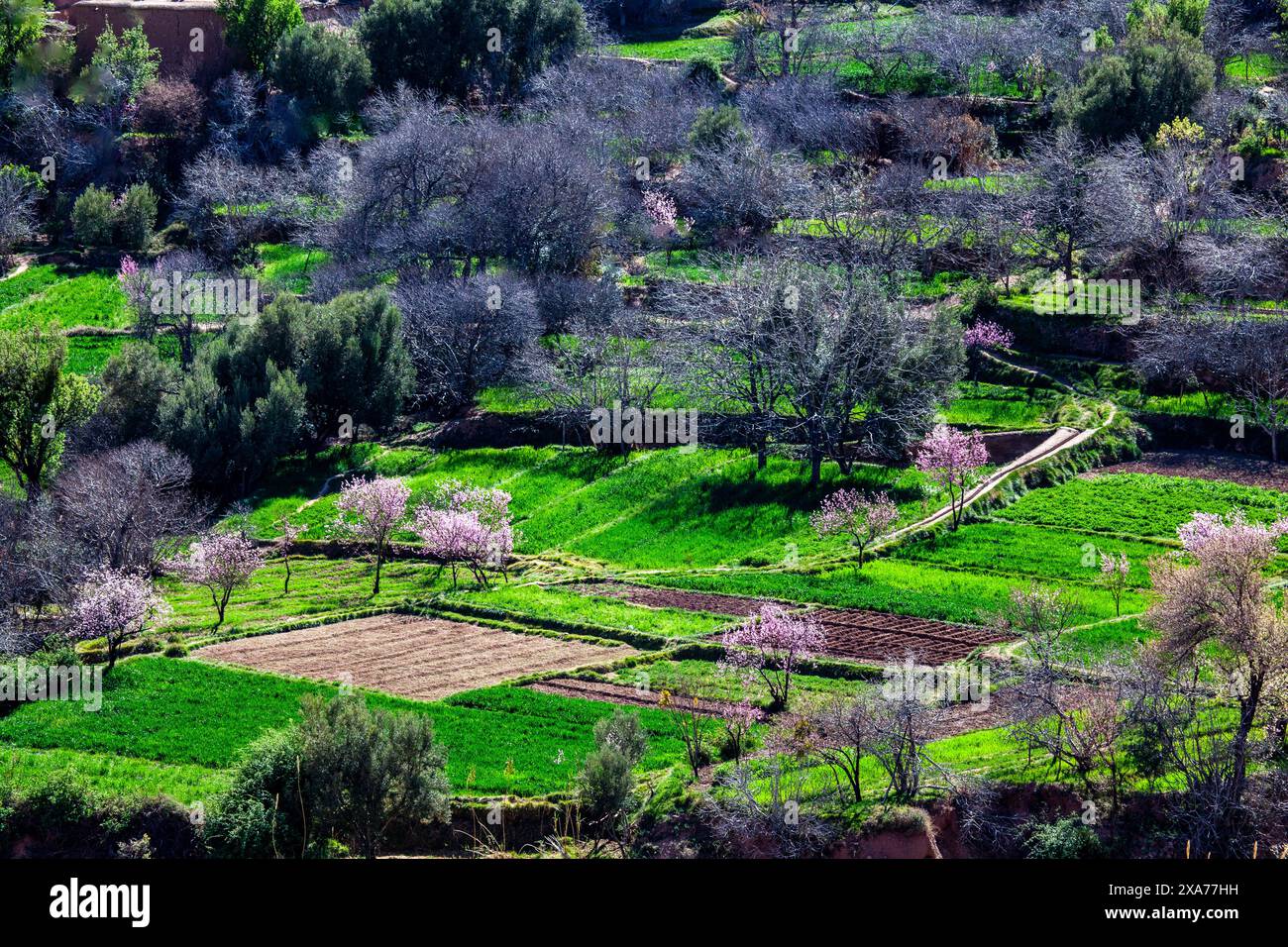 Nord Africa, Marocco, Sud, campi coltivati Foto Stock