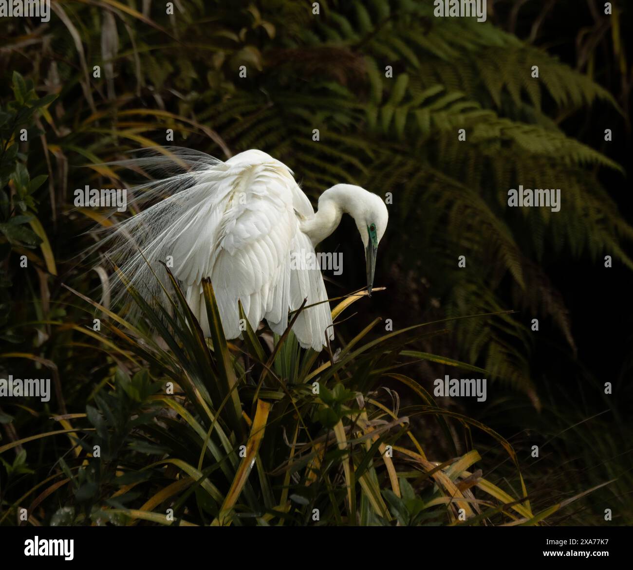 Un airone bianco nidificato al Waitaniroto Sanctuary, South Island, nuova Zelanda. Foto Stock