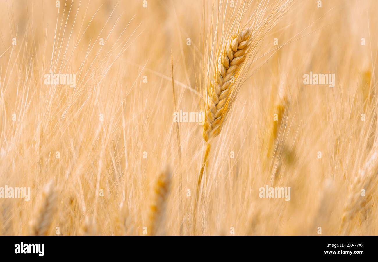 Campo di orecchie di grano che oscillano nel vento, con un singolare picco di grano in primo piano Foto Stock