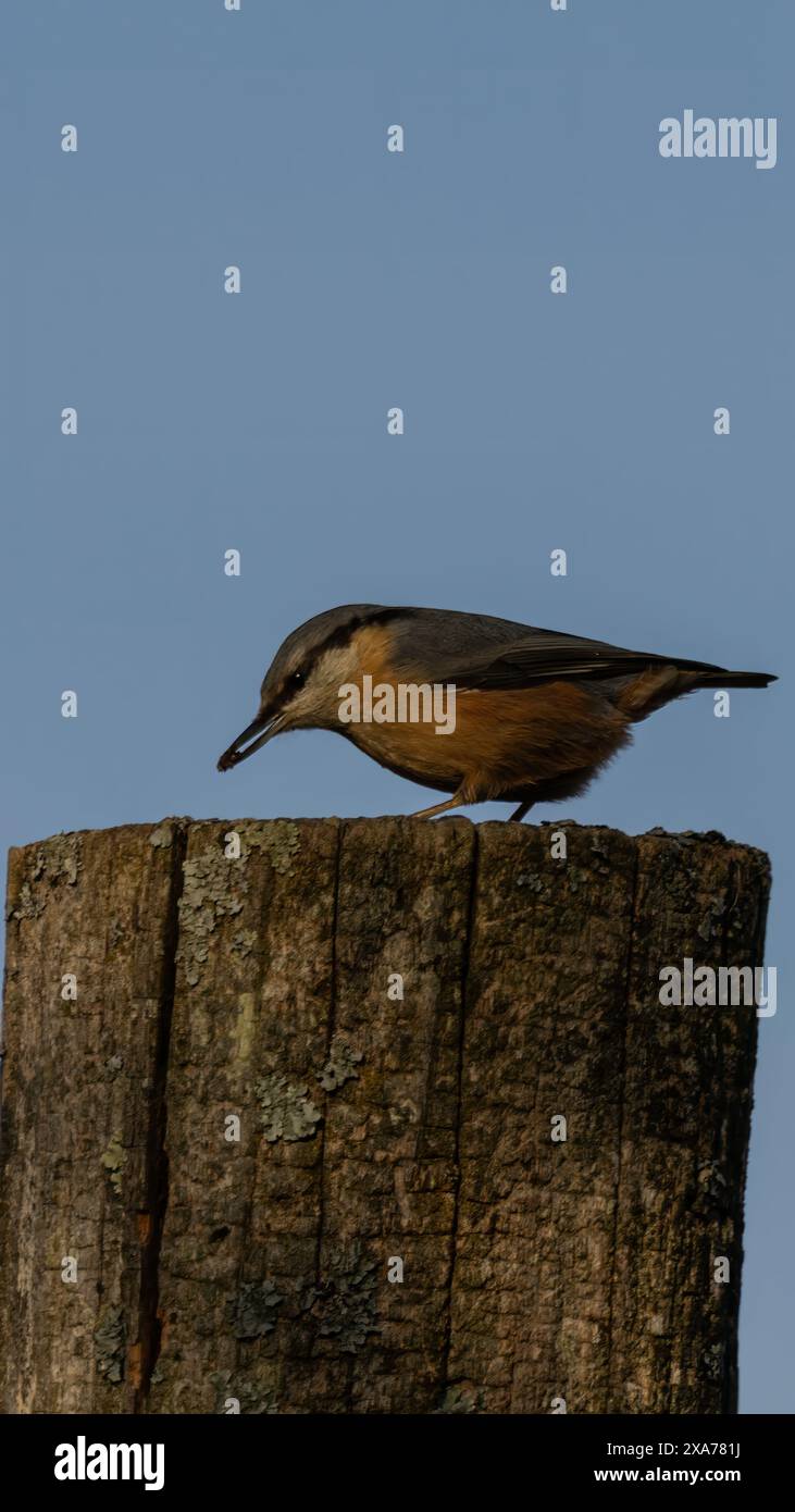 Un piccolo uccello arroccato su un palo di legno Foto Stock
