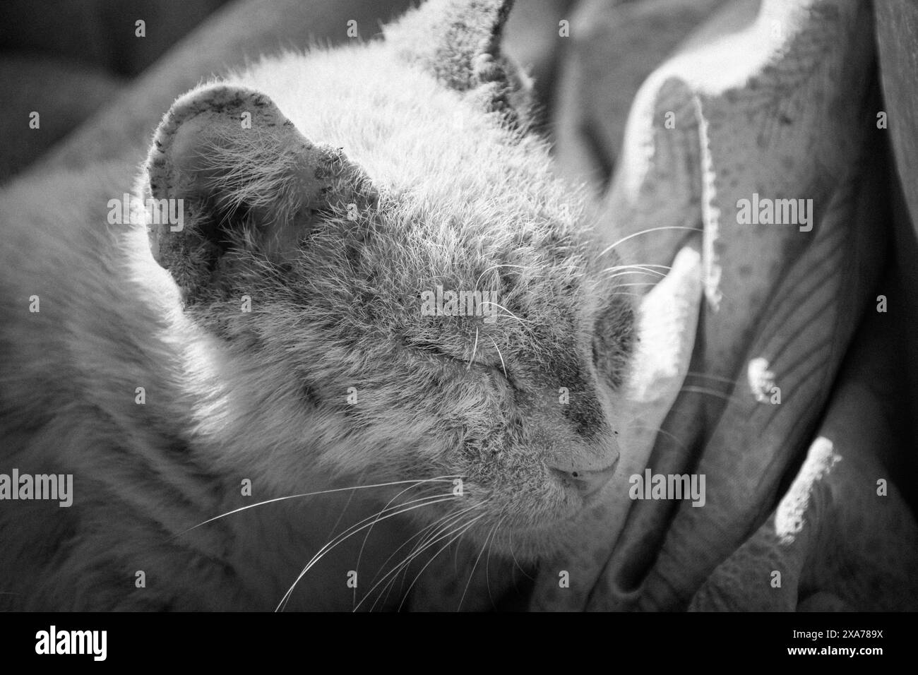 Un piccolo gattino che dorme tranquillamente su un divano Foto Stock