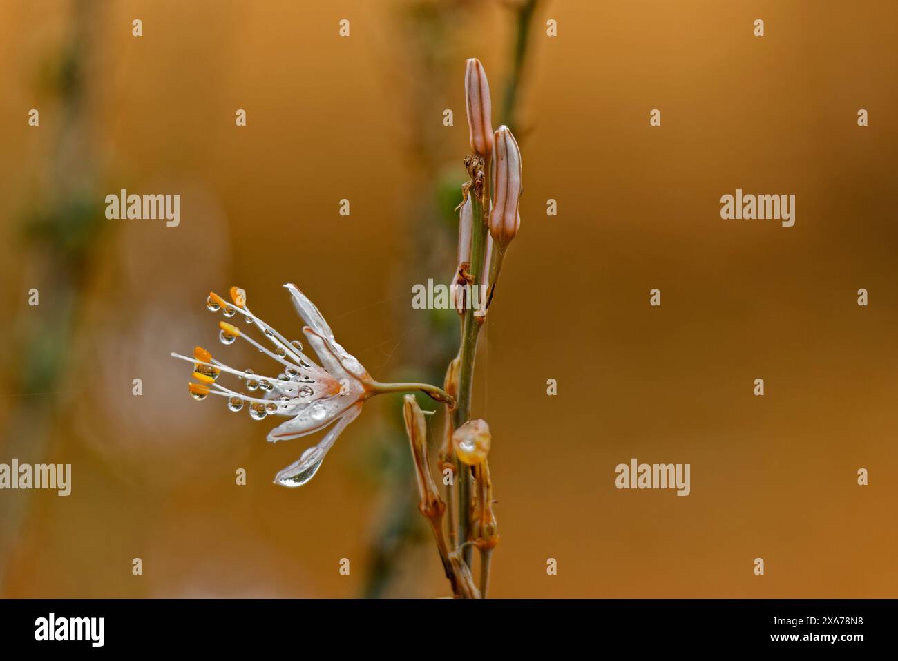 Un primo piano di una piccola pianta con piccoli fiori Foto Stock