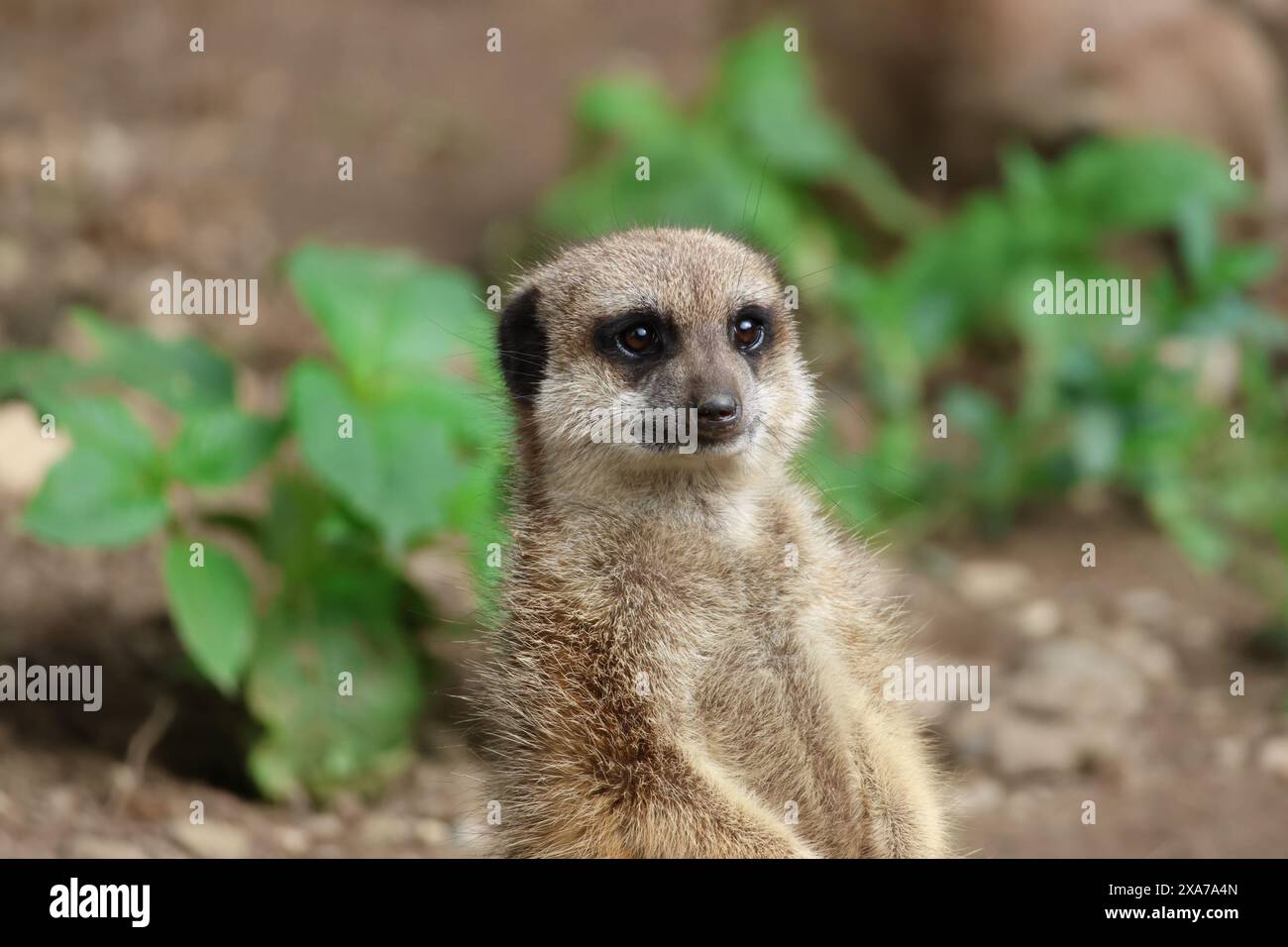 Adorabile meerkat seduto a terra Foto Stock