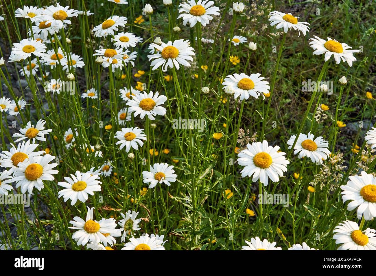 Primo piano di un campo di margherite selvatiche. Foto Stock