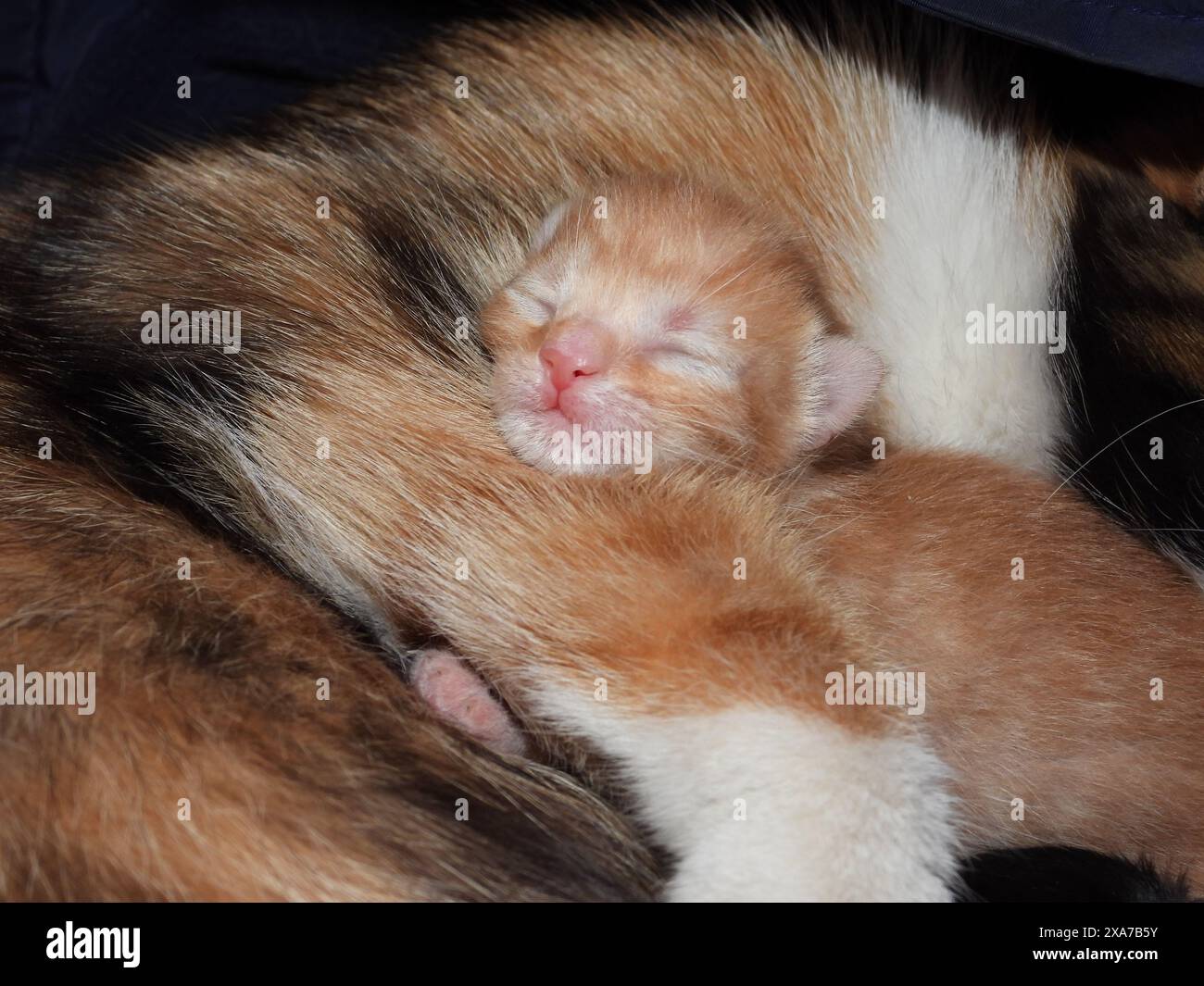 Un adorabile gattino arancione che nuota pacificamente nell'abbraccio di un gatto più grande Foto Stock