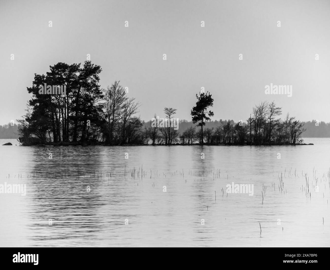 Alberi su grandi specchi d'acqua Foto Stock