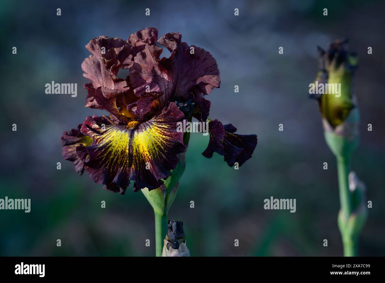 Un primo piano di un Iris viola scuro con un centro giallo, circondato da due fiori marroni Foto Stock