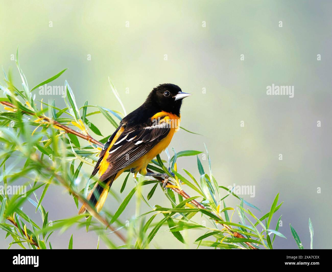 Un uccello giallo e nero che riposa su un ramo d'albero, guardando lontano Foto Stock