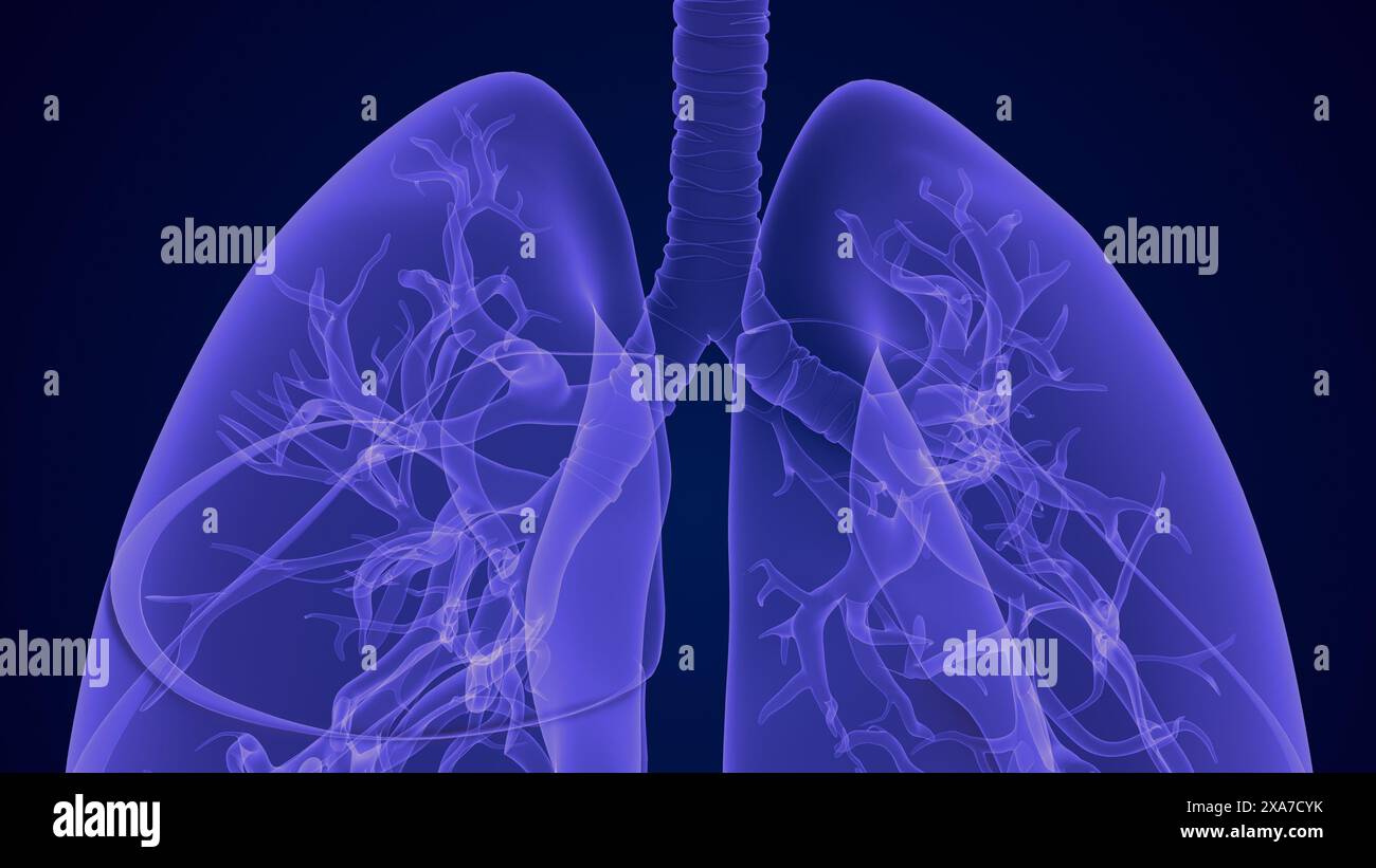 Il sistema respiratorio e i polmoni Foto Stock
