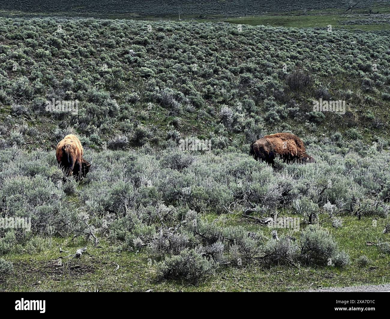 Bisons che pascolano sulla vasta prateria per anni Foto Stock