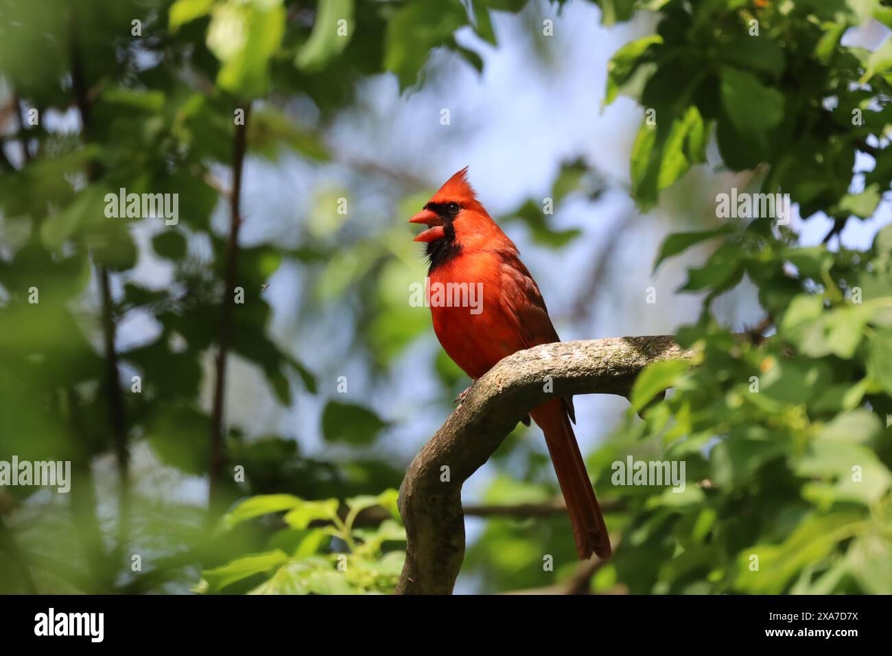 Immagine di un cardinale del nord adulto, arroccato e cantato in un albero lungo le rive del lago Ontario. Foto Stock