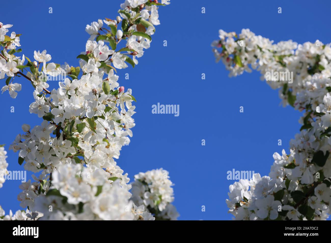 Bellissimi fiori bianchi, foglie verdi e gemme rosse sottili contro un cielo blu meravigliosamente bello. Foto Stock