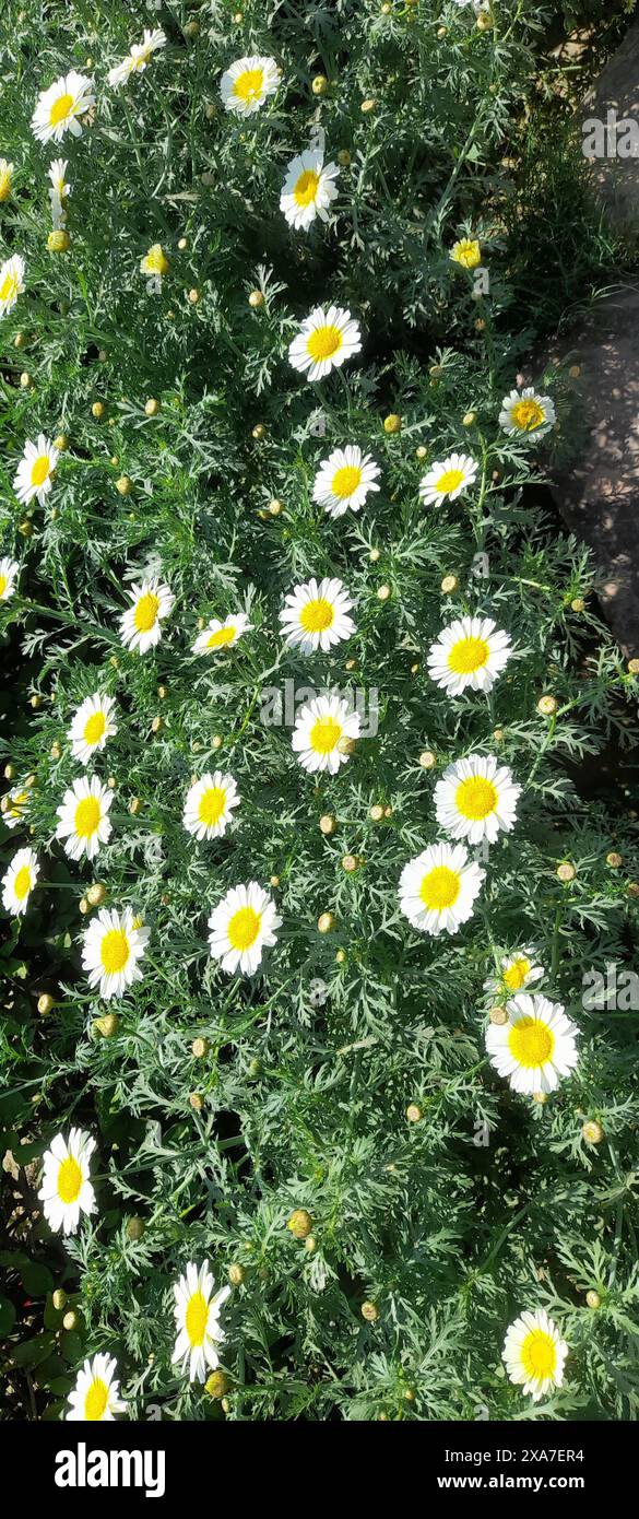 Un gruppo di fiori gialli che crescono in ombra taccata sul terreno Foto Stock