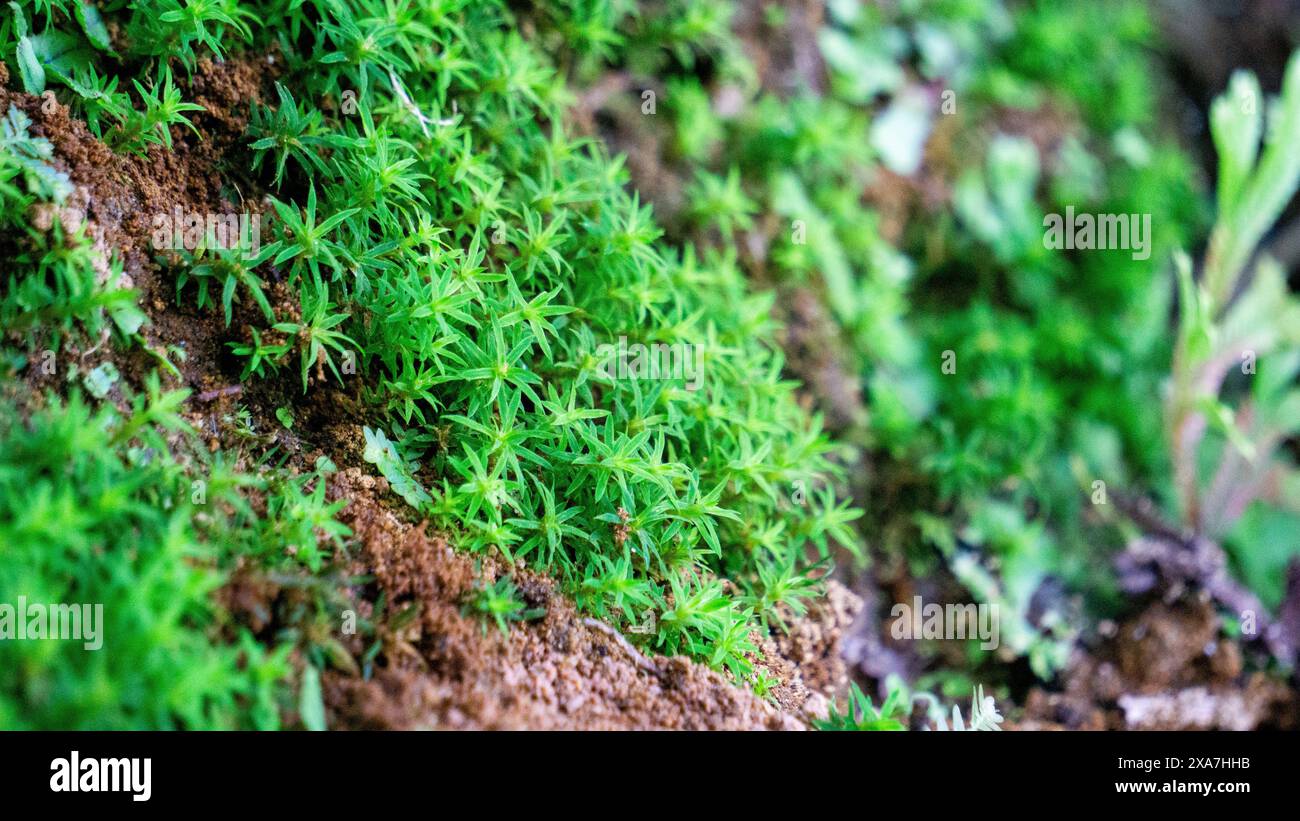 Timmia megapolitana (muschio di piume indiano, muschio guerriero). Molte specie di muschio sono utilizzate per scopi medicinali Foto Stock