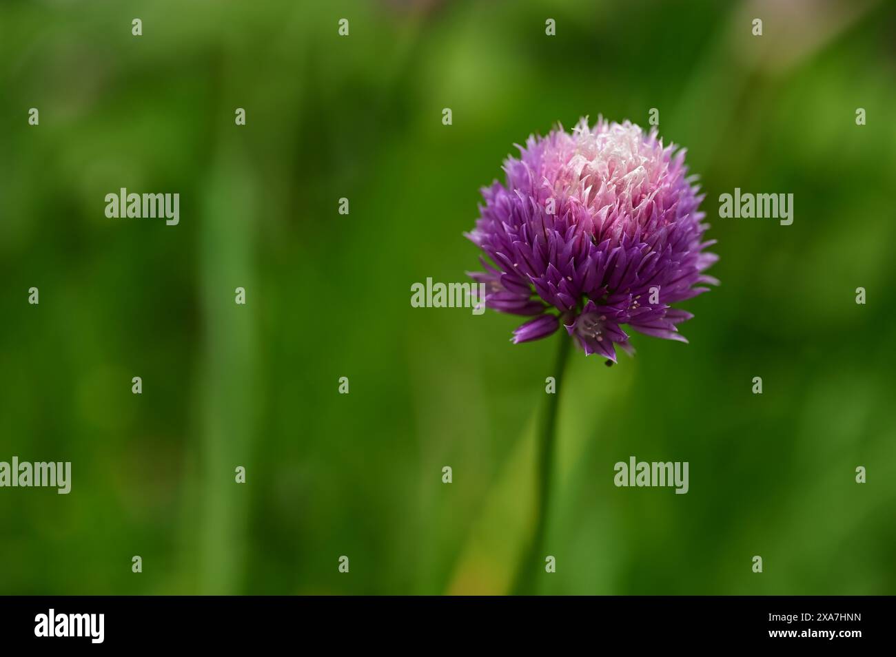 Primo piano di un vivace fiore di allium viola che fiorisce su uno stelo verde Foto Stock