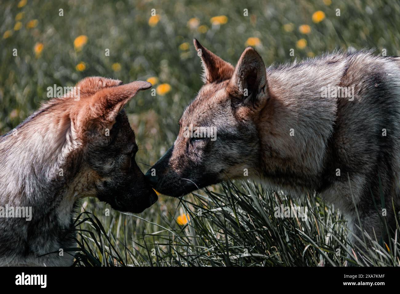Due cani giocosi che corrono in un campo erboso con alberi sullo sfondo Foto Stock
