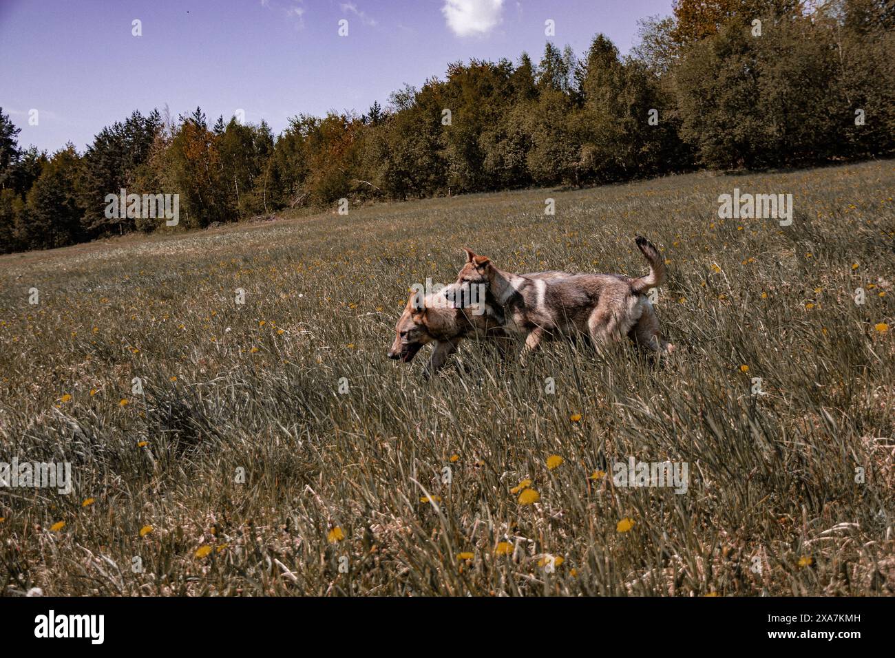Due cani giocosi che corrono in un campo erboso con alberi sullo sfondo Foto Stock