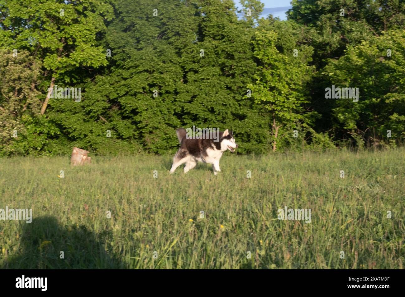 Un cane husky marrone e bianco che cammina in una zona verde lussureggiante Foto Stock