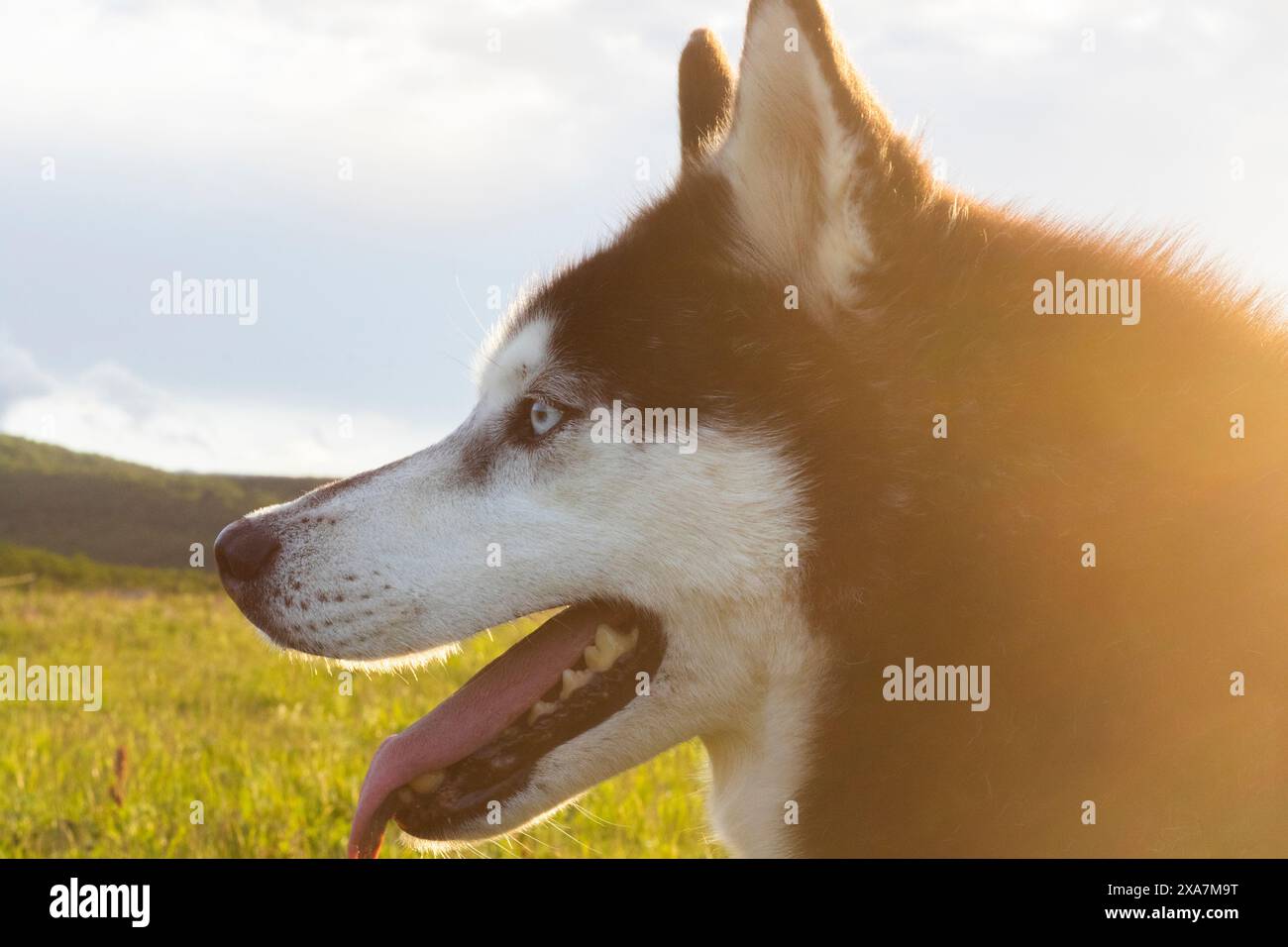 Un cane bianco e nero con la lingua fuori contro un paesaggio verde Foto Stock
