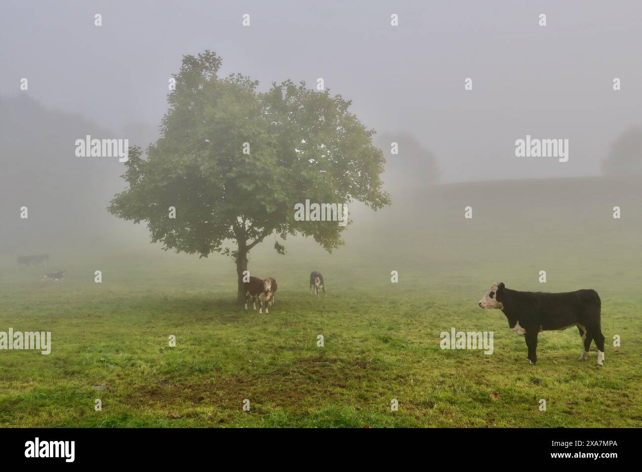 Una mattinata nebbiosa nella fattoria nella regione di Waikato, famosa per la produzione casearia in nuova Zelanda. Una giovane mucca sta da sola Foto Stock