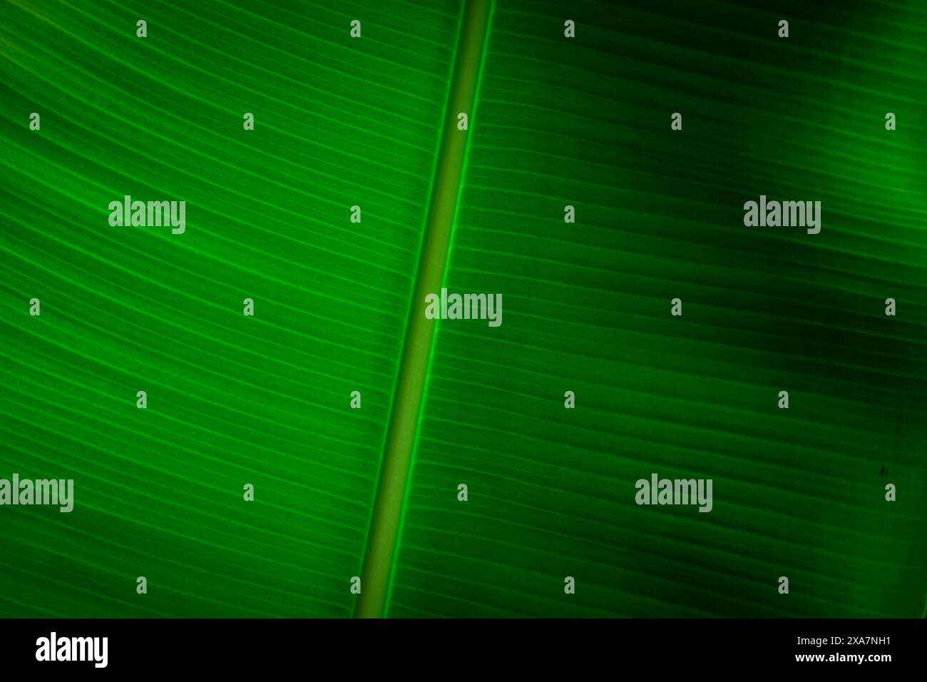 Primo piano di una foglia di banana che evidenzia una vena verde brillante con sfumature più profonde Foto Stock