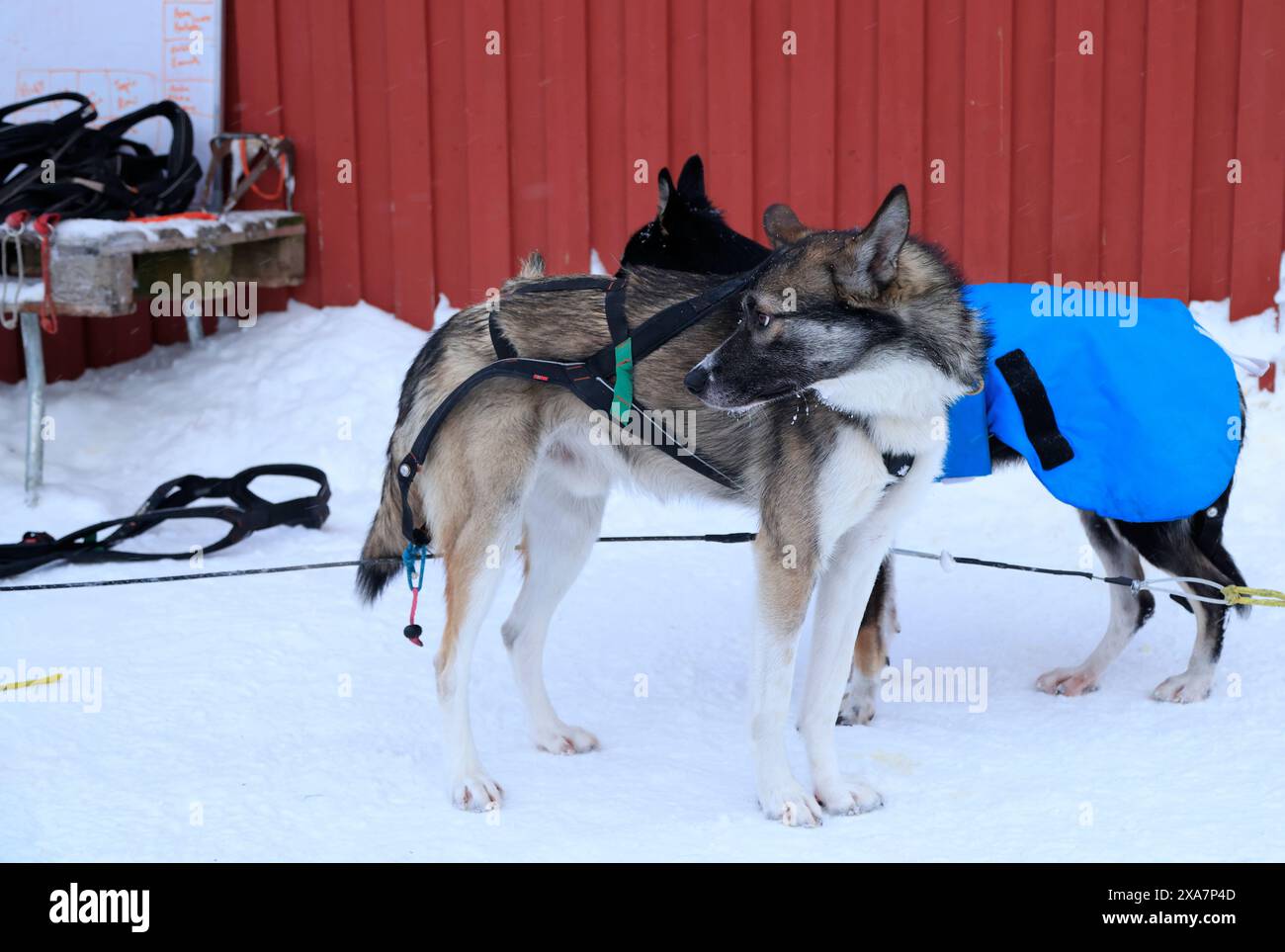 Due cani che indossano giubbotti e attrezzatura da sci in un paesaggio innevato Foto Stock
