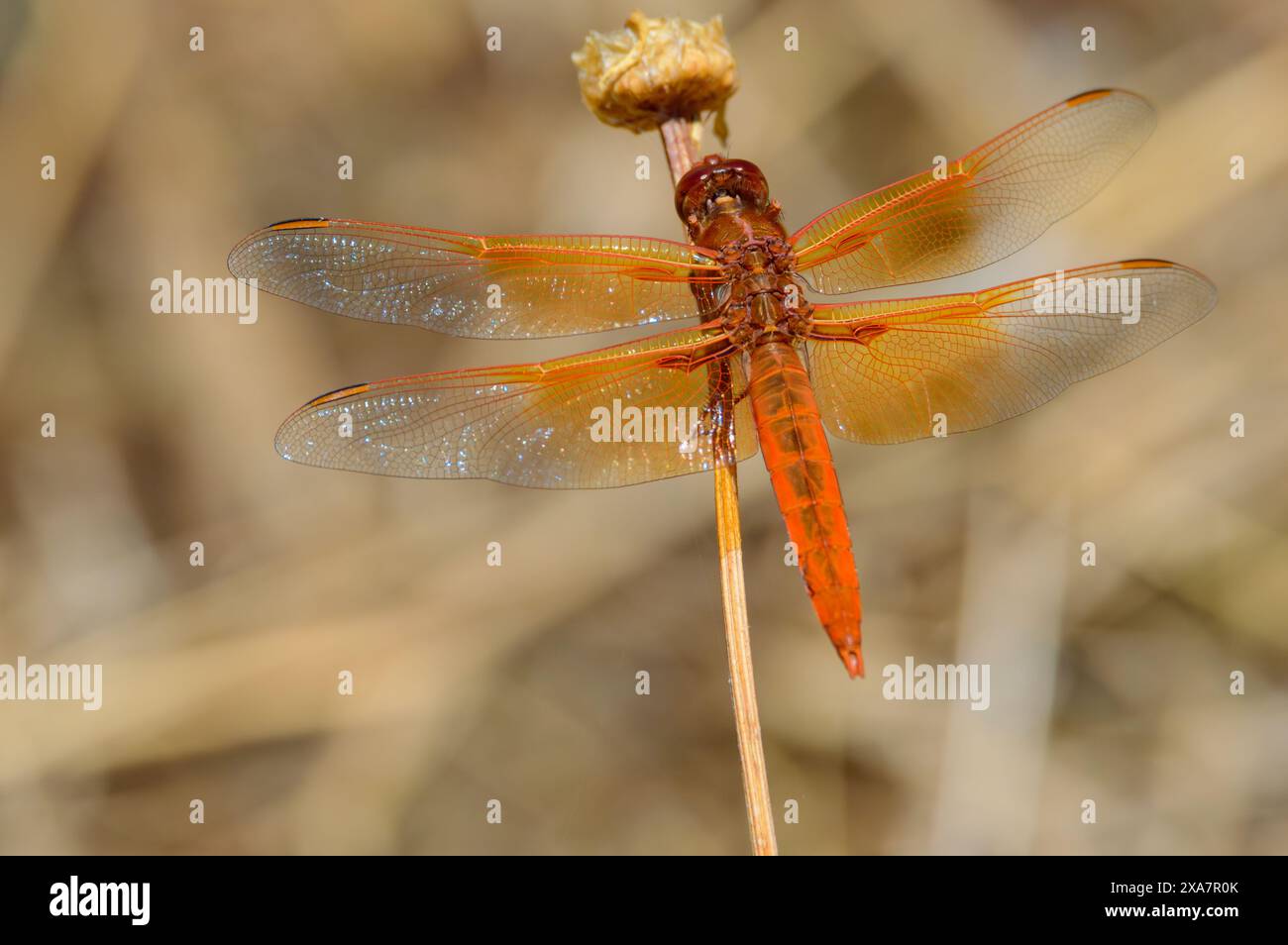 Flame Skimmer Dragonfly, Libellula saturata, in bassa California Foto Stock
