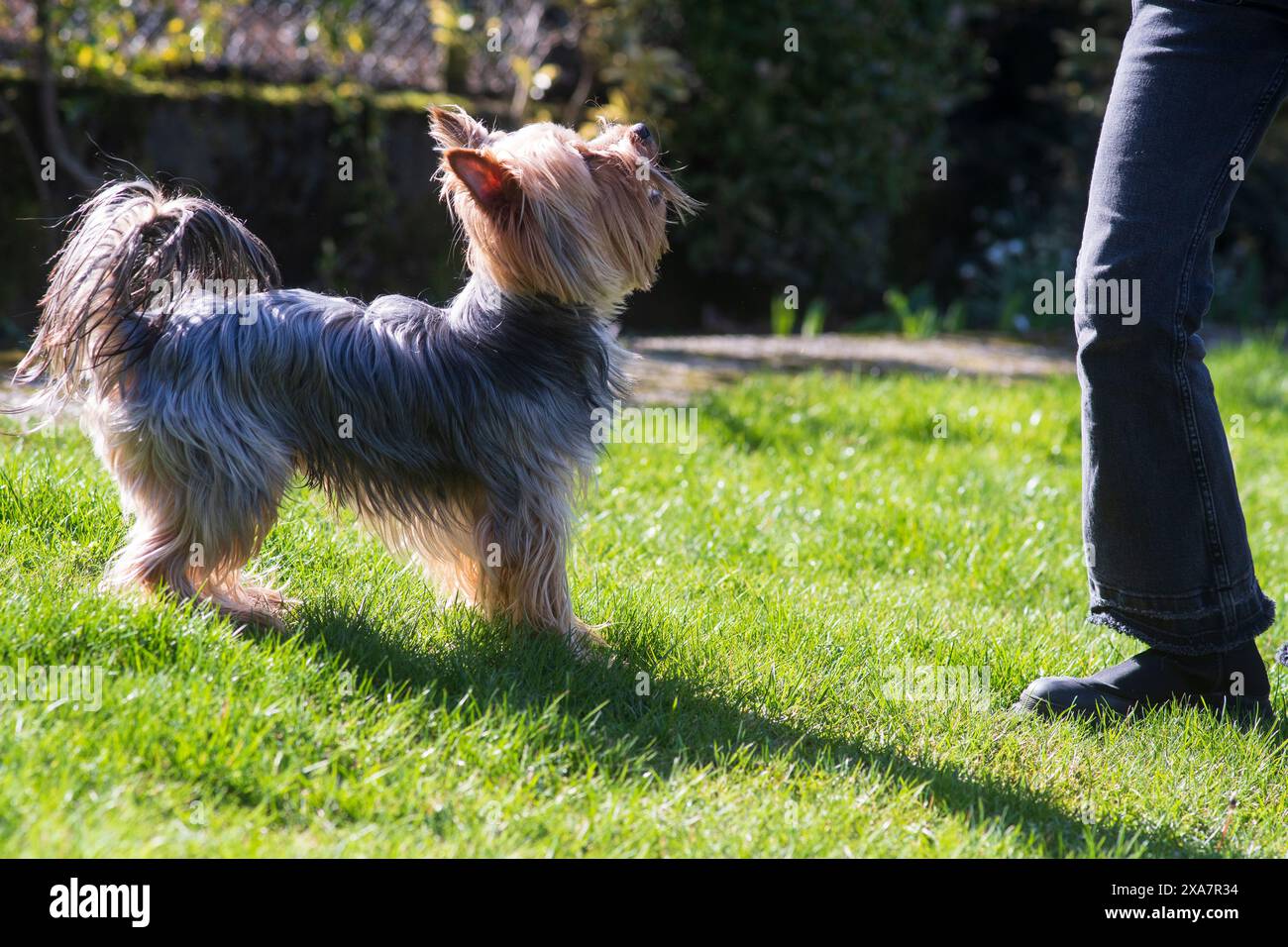 Un terrier shaggy dello Yorkshire dai capelli lunghi guarda con interesse il suo proprietario mentre si trova sul prato erboso nel cortile posteriore. Amicizia animale domestico e umana Foto Stock