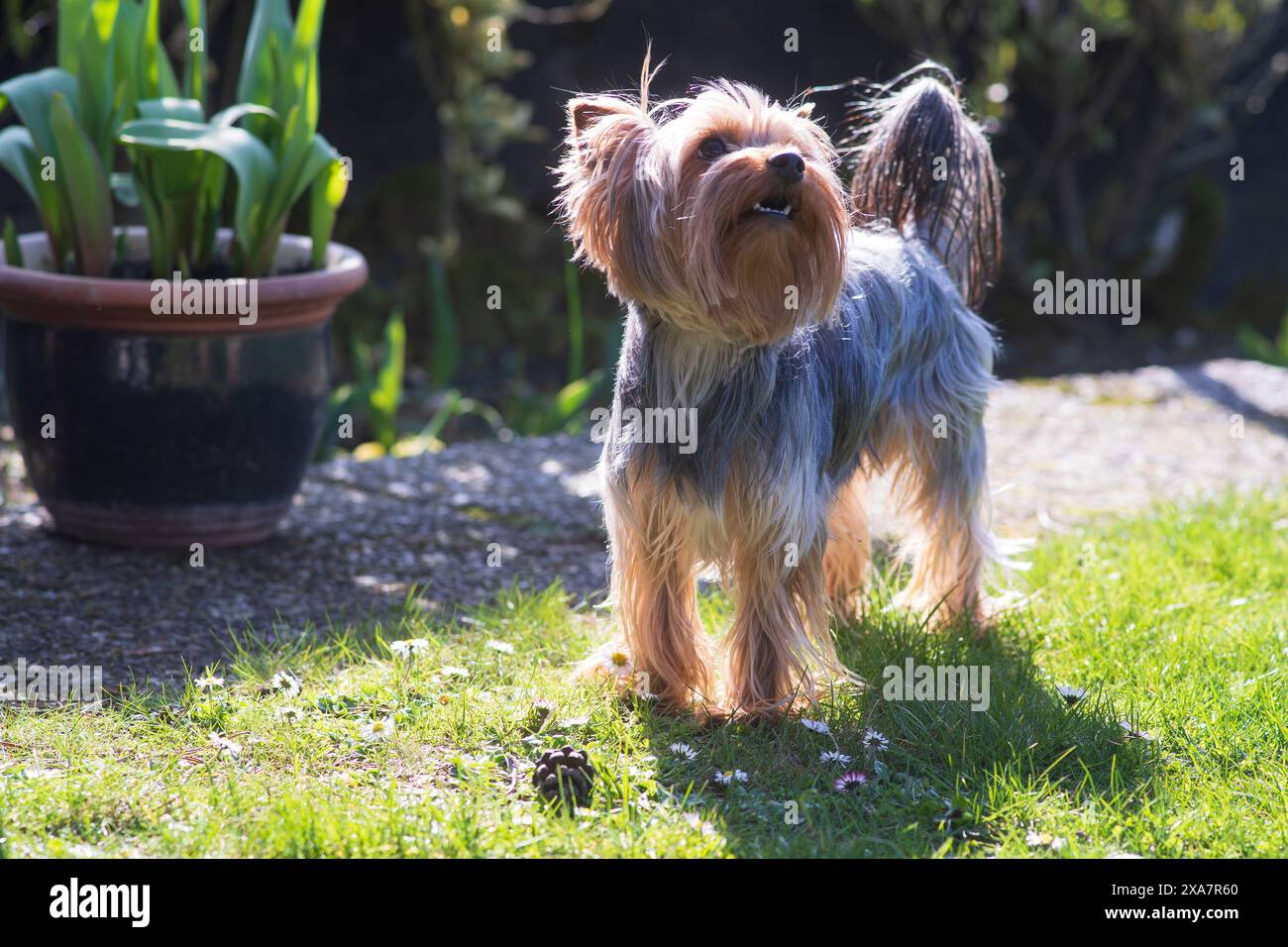 Un terrier shaggy dello Yorkshire dai capelli lunghi guarda con interesse il suo proprietario mentre si trova sul prato erboso nel cortile posteriore. Amicizia animale domestico e umana Foto Stock